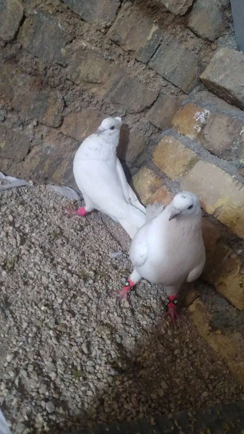 کفتر|پرنده|شیراز, گویم|دیوار