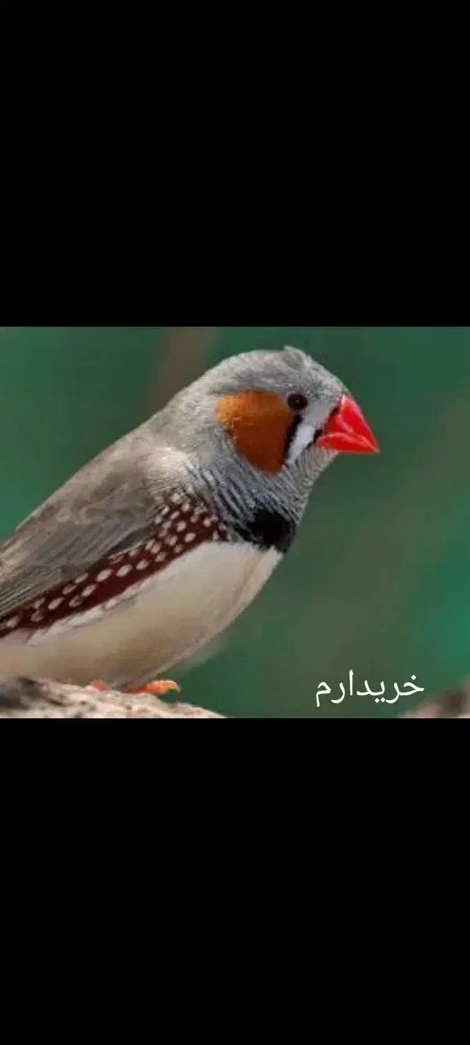 فنچ -کبوتر خانگی|پرنده|نیک شهر, |دیوار