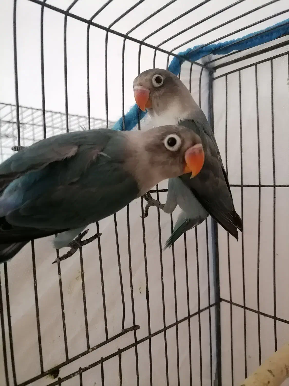 کوتوله برزیلی|پرنده|شهرکرد, |دیوار