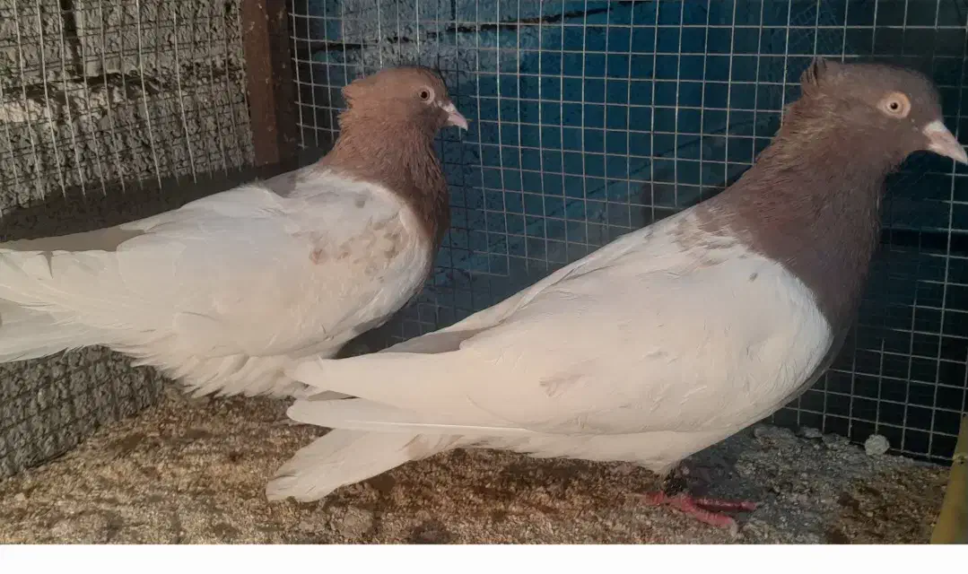 کبوترکله سرخ وزرد|پرنده|قیروکارزین, |دیوار