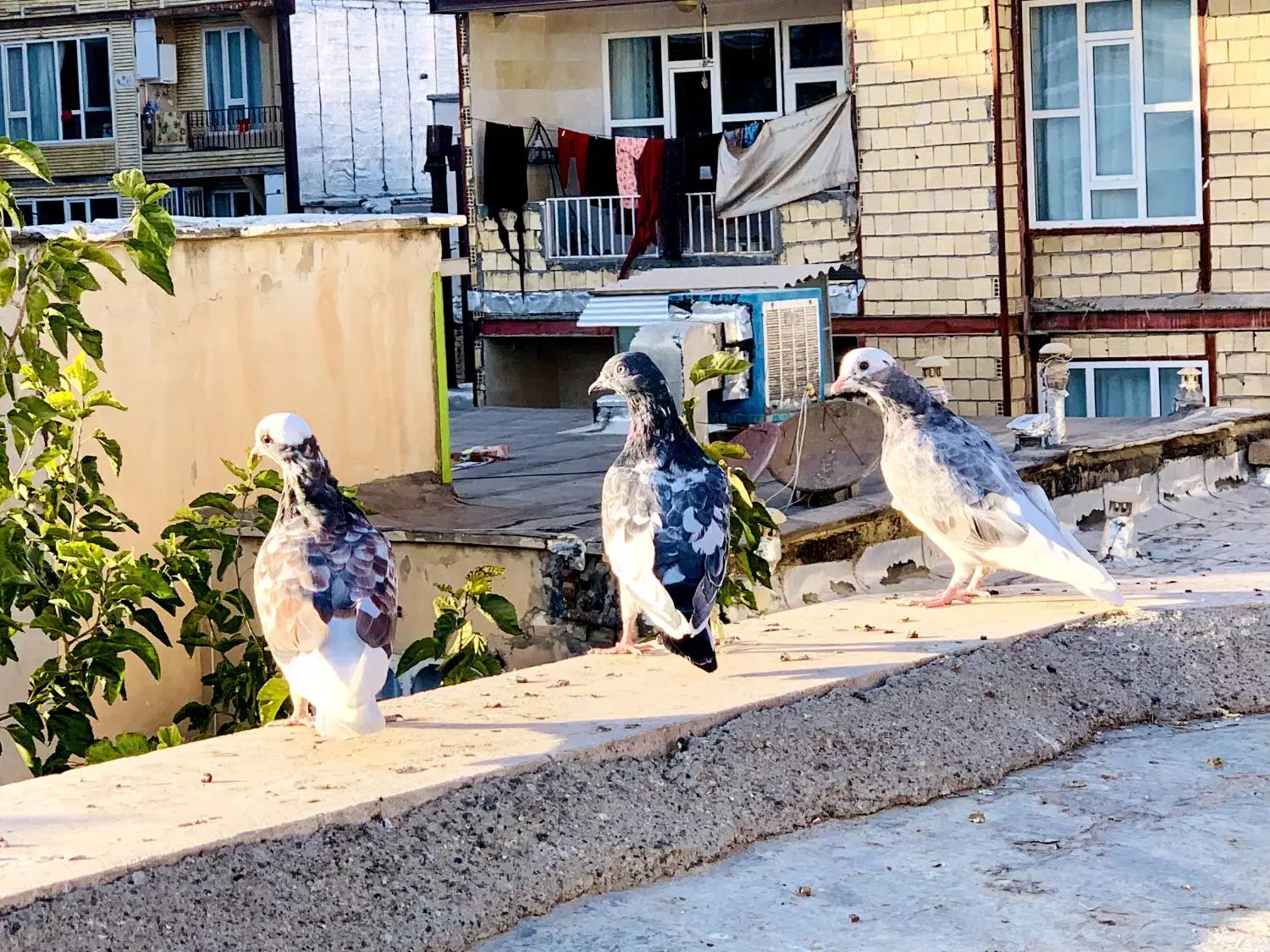 ک ب و ت ر|پرنده|جوانرود, |دیوار