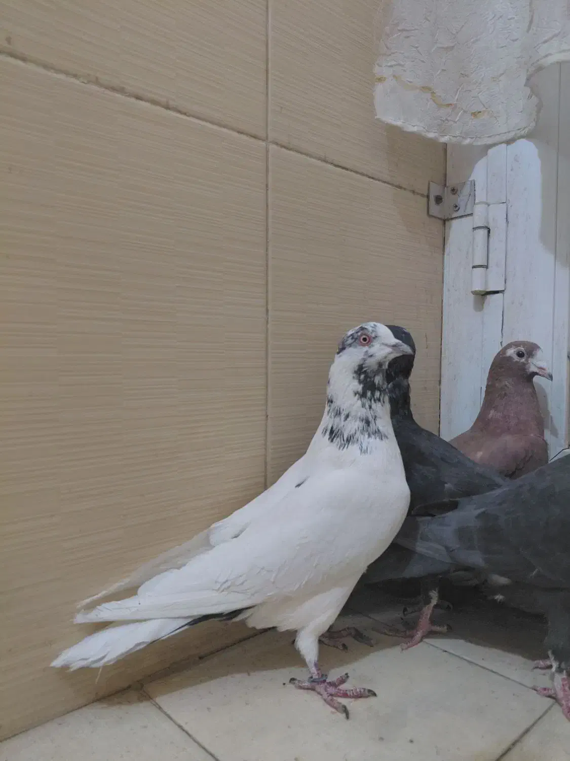 ۶عدد کبوتر زیر قیمت|پرنده|سیرجان, |دیوار