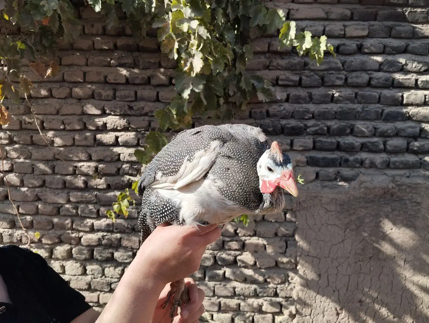 مرغ شاخدار|حیوانات مزرعه|بسطام, |دیوار