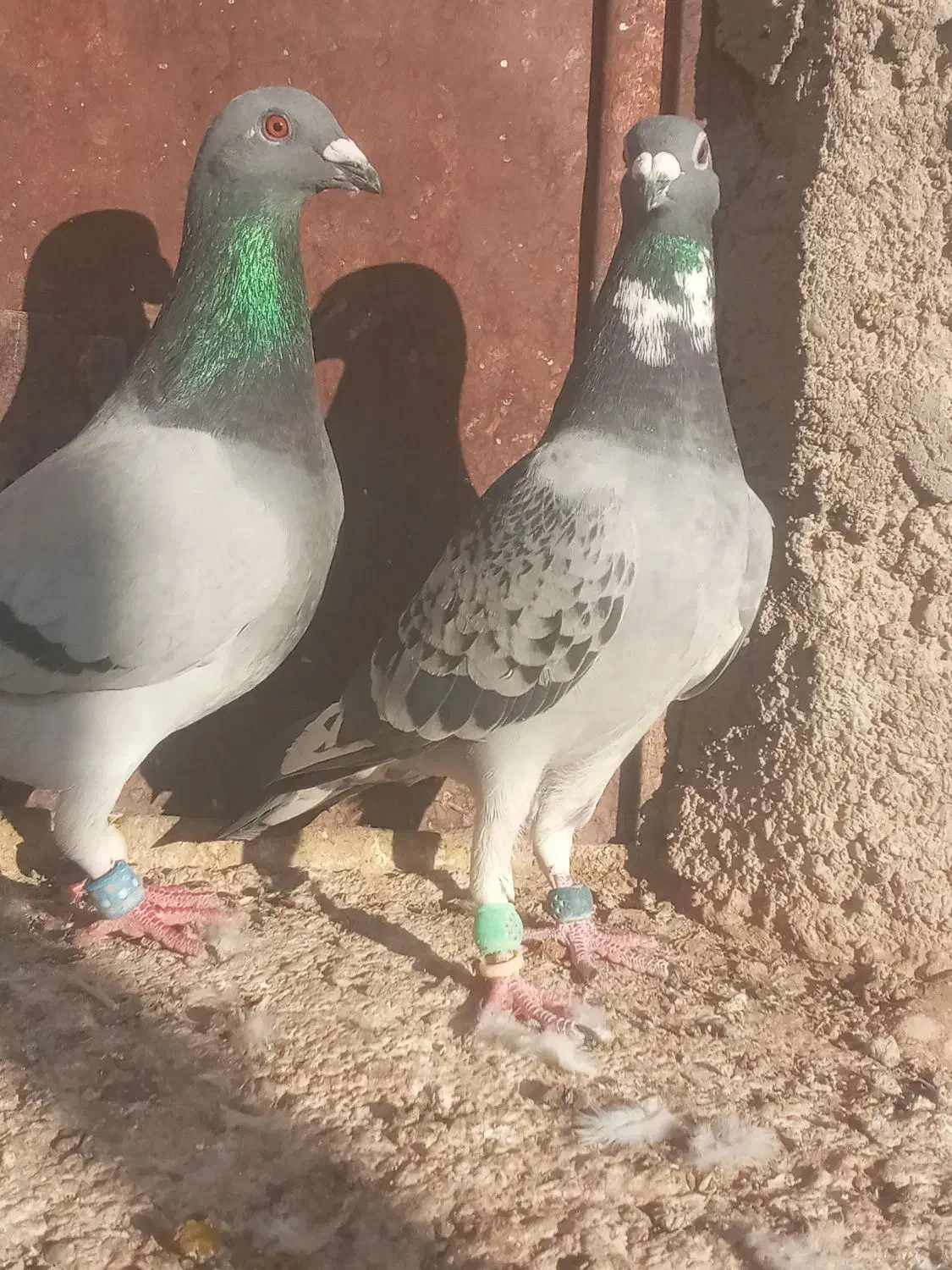 مجسمه کبوتر|مجسمه، تندیس، ماکت|زابل, |دیوار