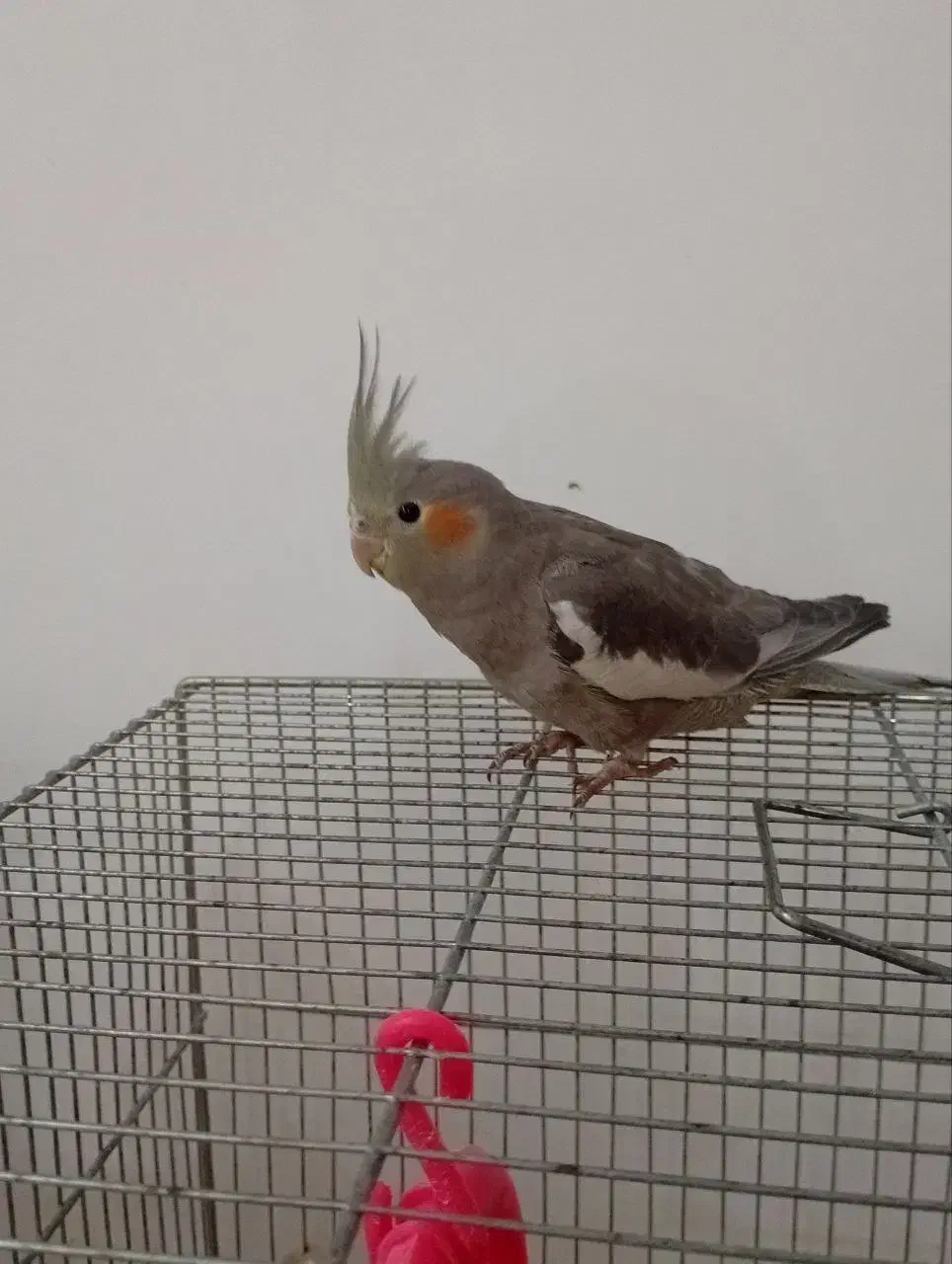 جوجه عروس هلندی نر.|پرنده|قصرشیرین, |دیوار