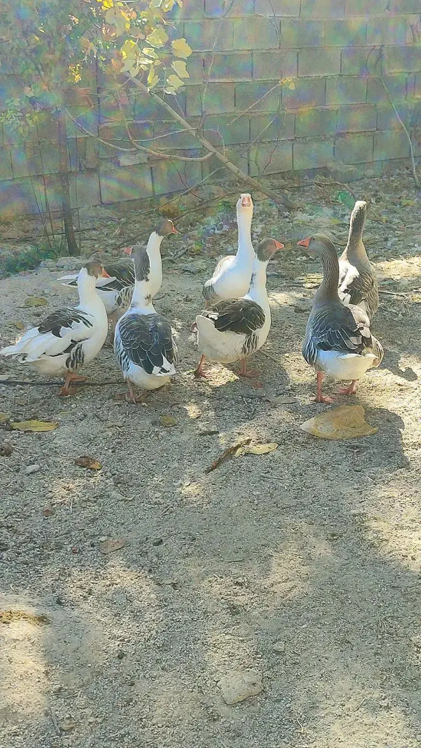 غاز و مرغابی|حیوانات مزرعه|یاسوج, |دیوار