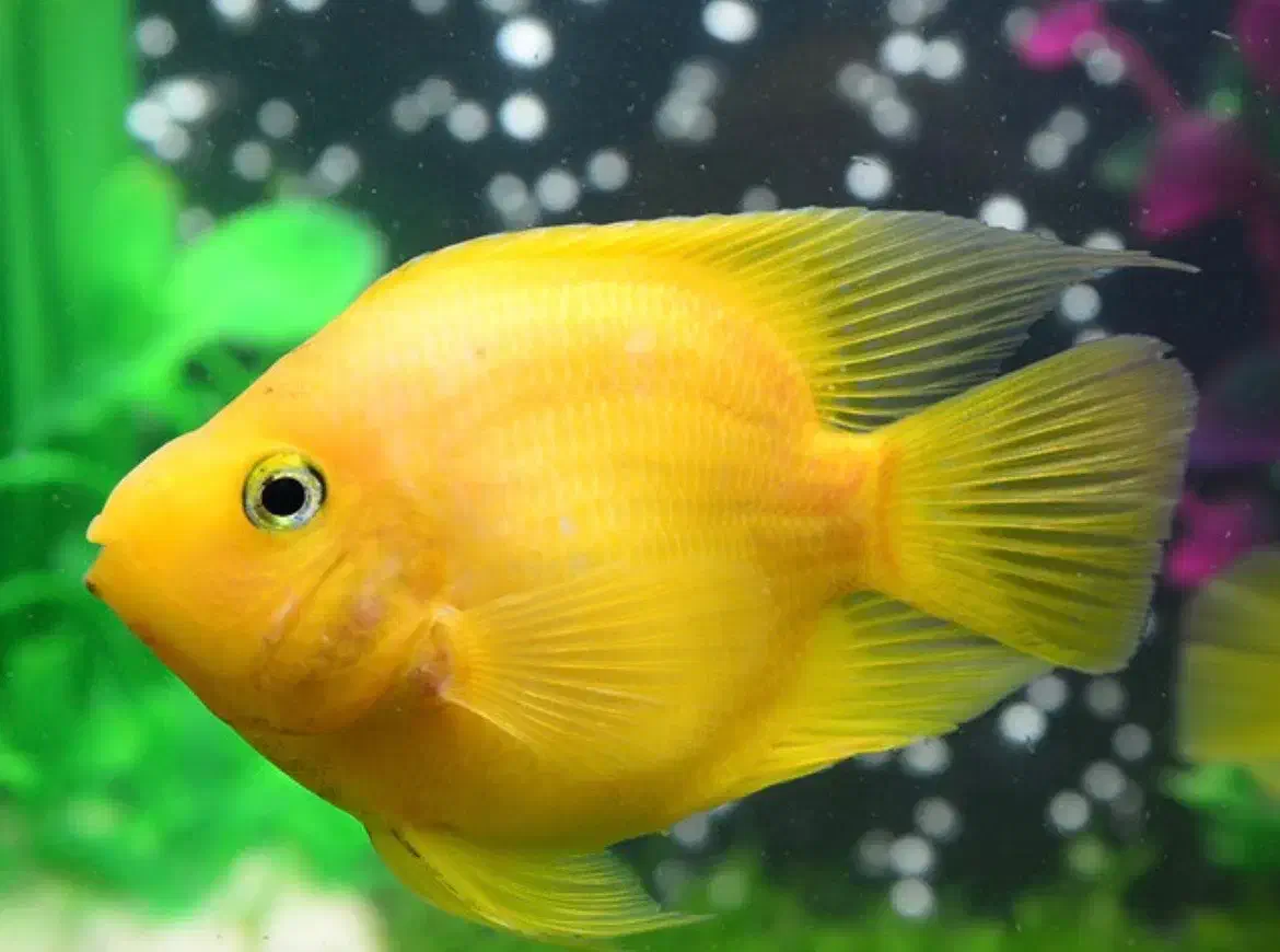 ماهی گوشتخوار|ماهی|رشت, امین الضرب|دیوار