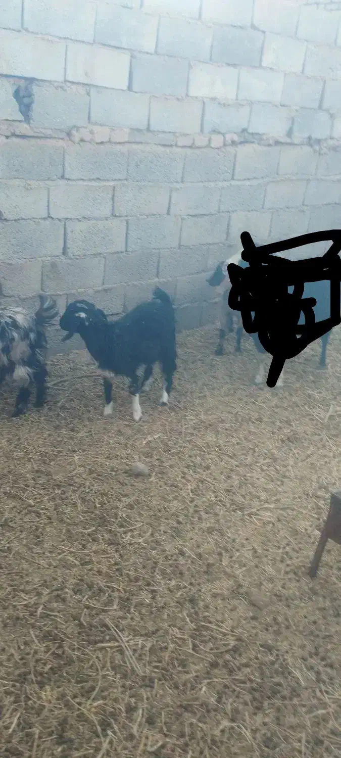 بزغاله دورگ پاکستانی ماده|حیوانات مزرعه|سده (خراسان جنوبی), |دیوار