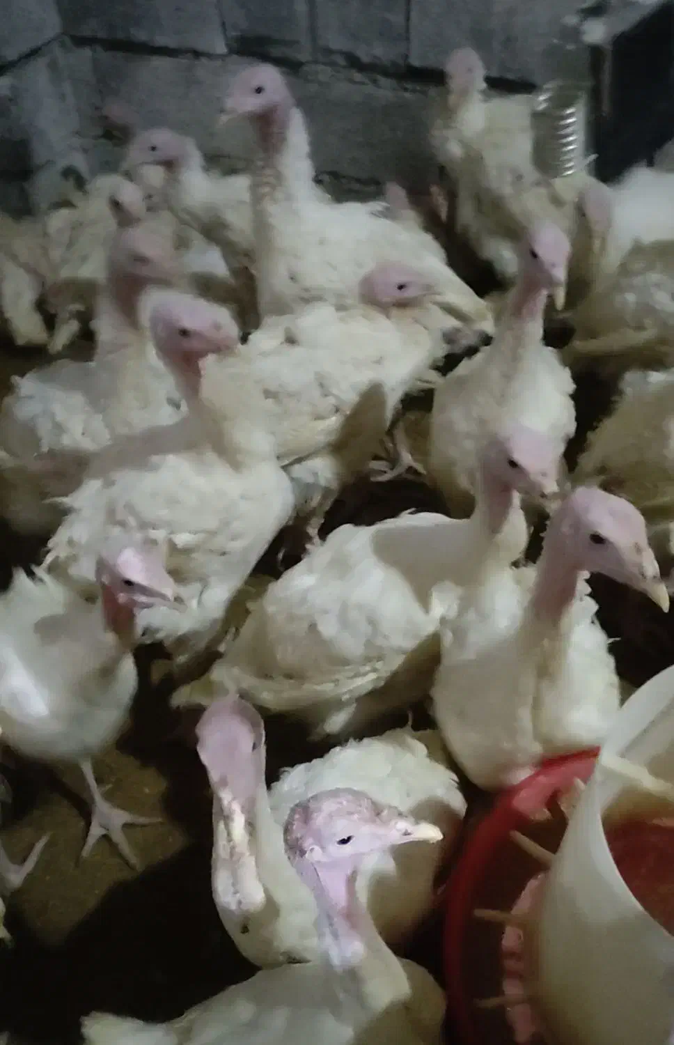 بوقلمون جوجه|حیوانات مزرعه|همدان, |دیوار