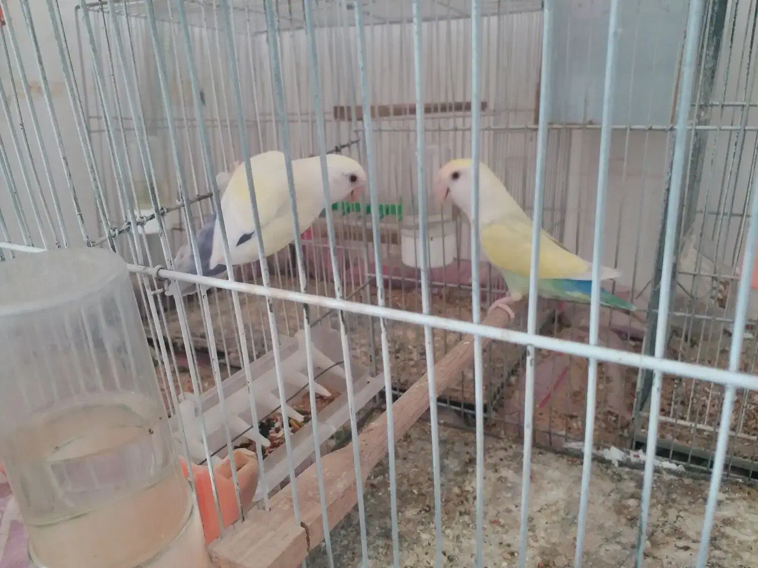 کوتوله فروشی|پرنده|تربت جام, حافظ|دیوار