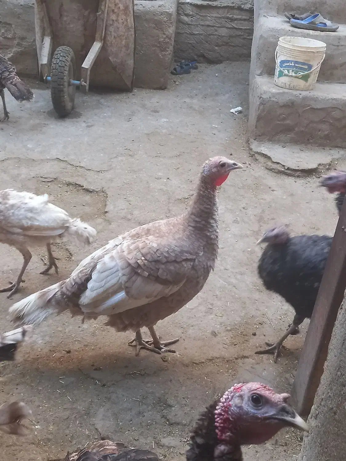 بوقلمون|حیوانات مزرعه|سیلاخور, |دیوار