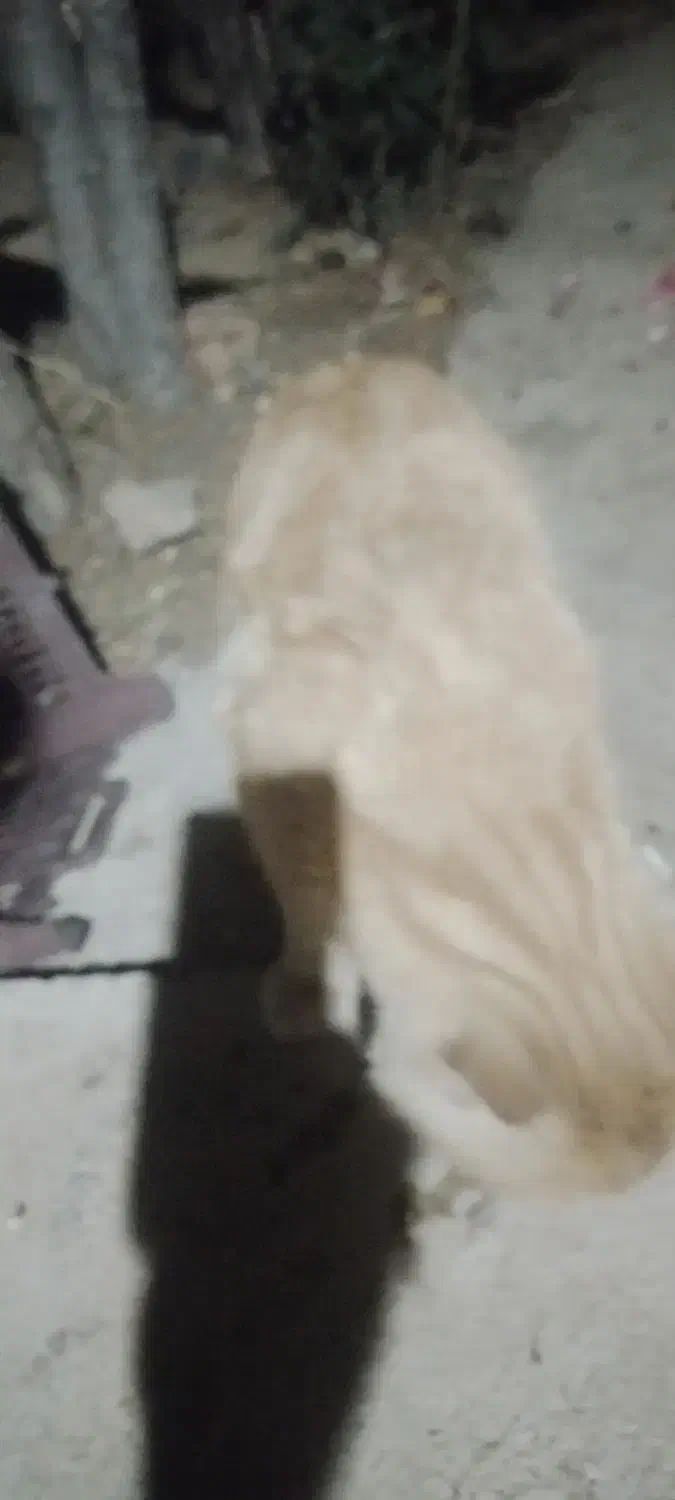 گربه دست اموز|گربه|خمین, |دیوار