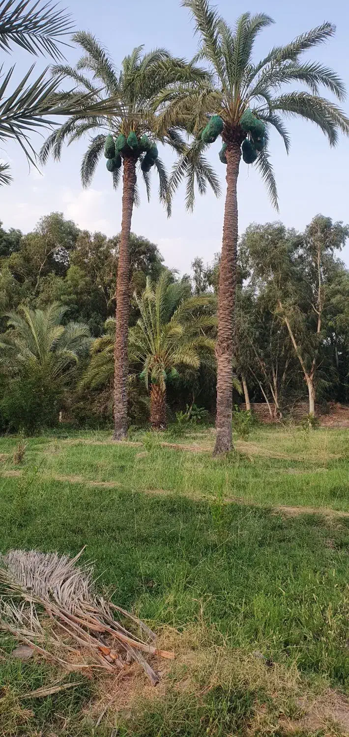 دهقان .کشاورز|استخدام صنعتی، فنی، مهندسی|ایرانشهر, |دیوار