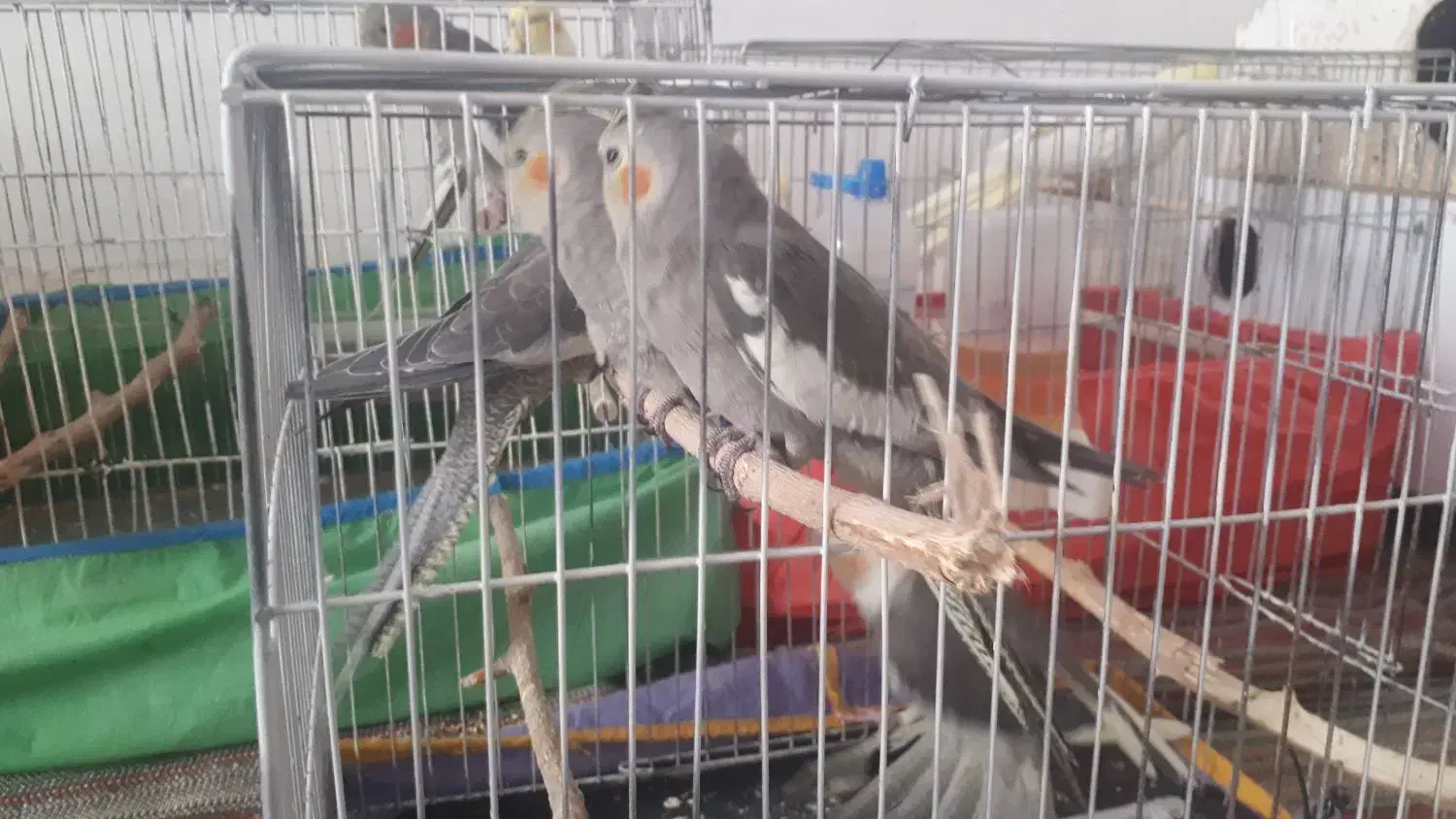 عروس هلندی|پرنده|دره شهر, |دیوار