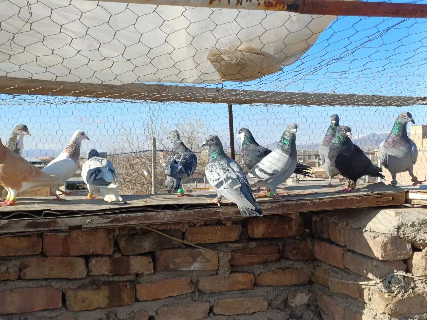 کفتر غریبه|حیوانات|مشهد, عامل|دیوار