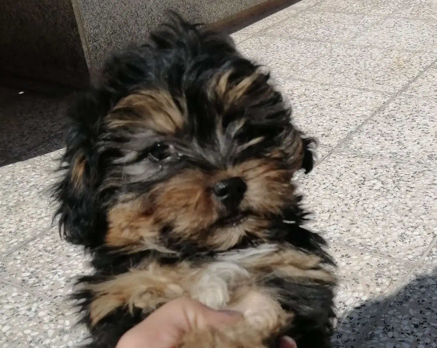 فروش توله|سگ|کرمان, |دیوار