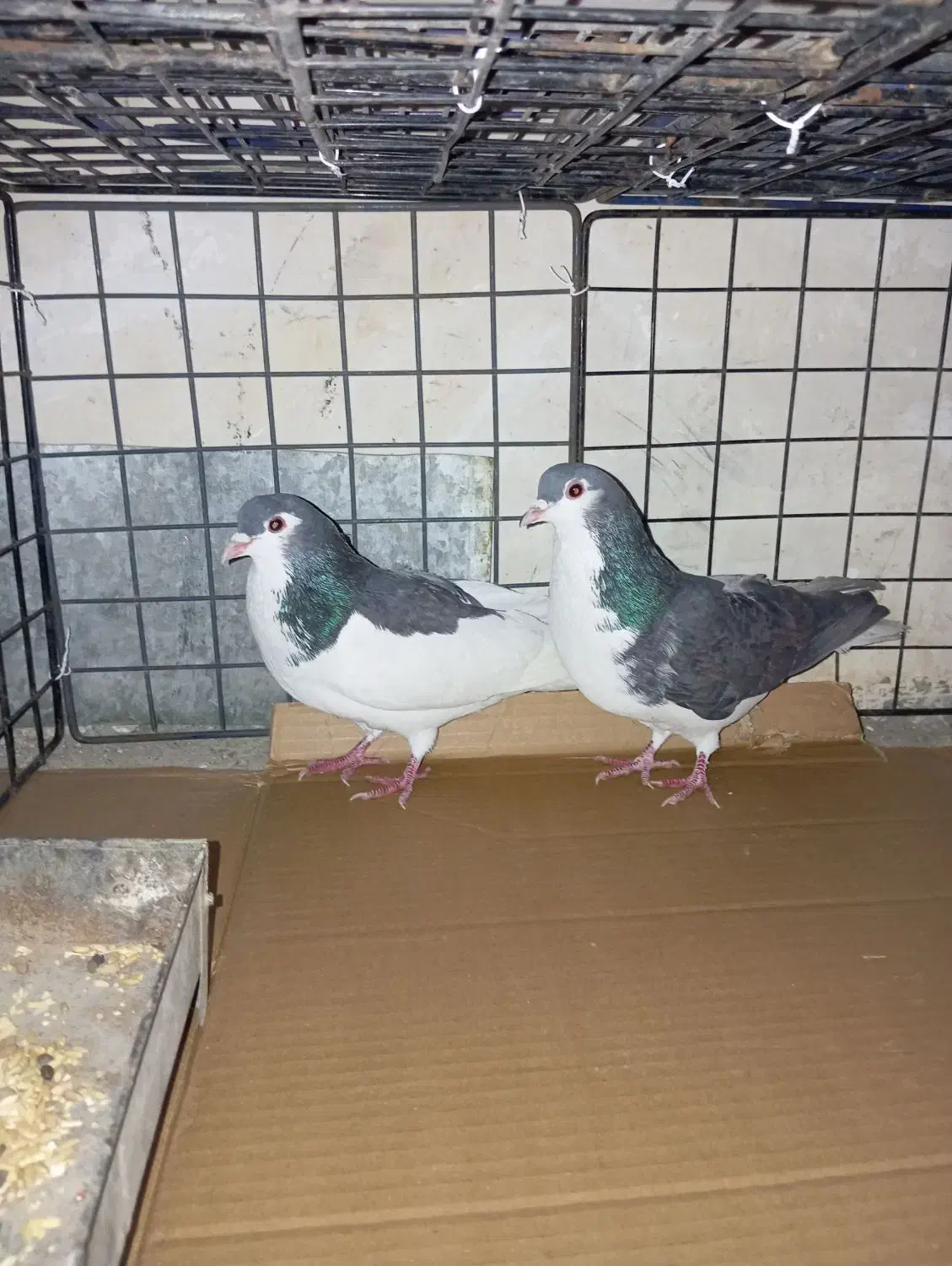 کفتر چادری|پرنده|نسیم‌شهر, |دیوار