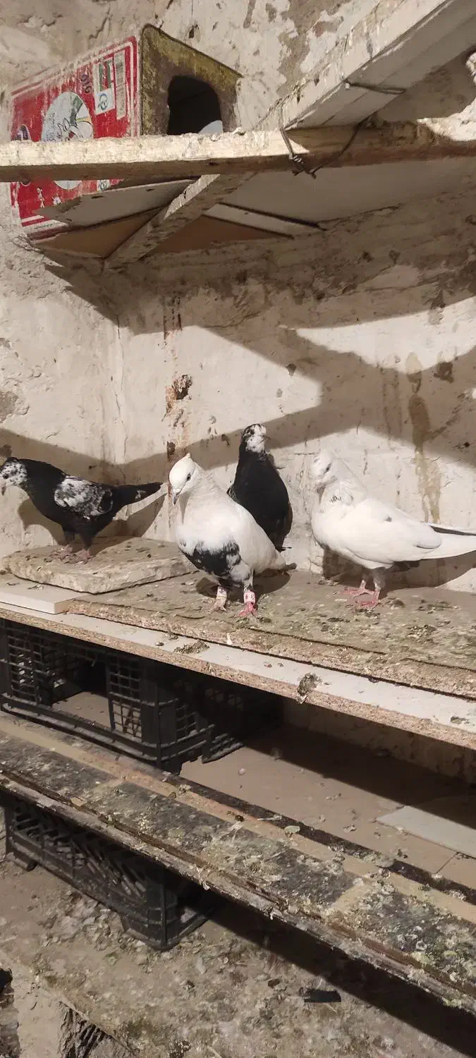 کبوتر قشنگ|پرنده|بروجرد, |دیوار