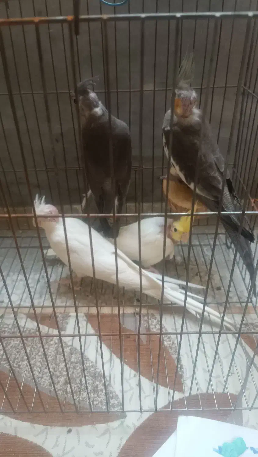 پرنده|پرنده|شیراز, کوشک میدان|دیوار