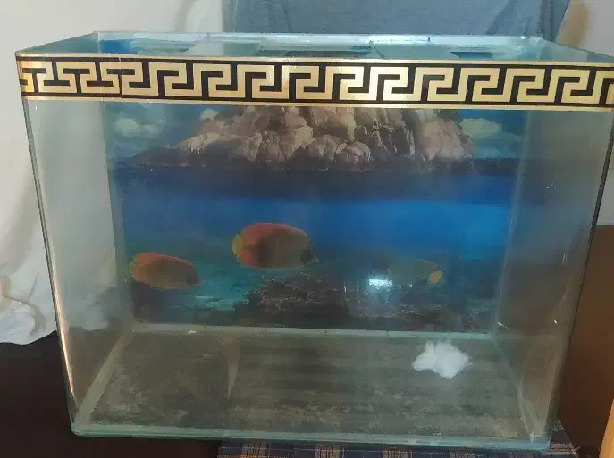 آکواریوم شیشه خم|ماهی|رباط‌کریم, رباط‌کریم|دیوار