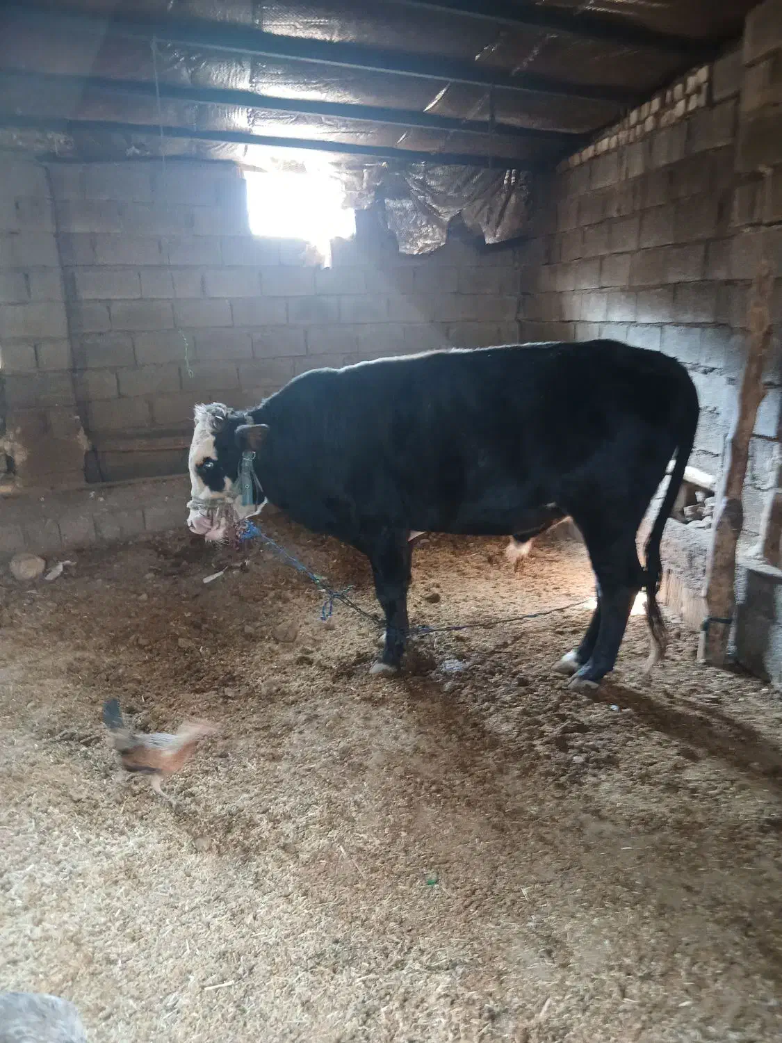 فروش گاو|حیوانات مزرعه|کوهدشت, |دیوار