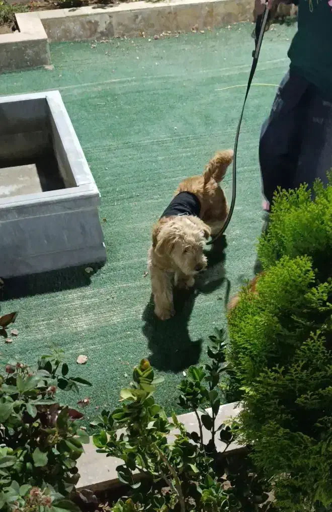 فروش فوری سگ پودل|سگ|اصفهان, خلجا|دیوار