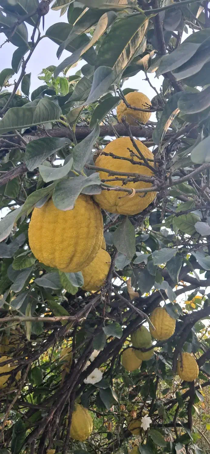 بالنگ|خوردنی و آشامیدنی|کردکوی, |دیوار