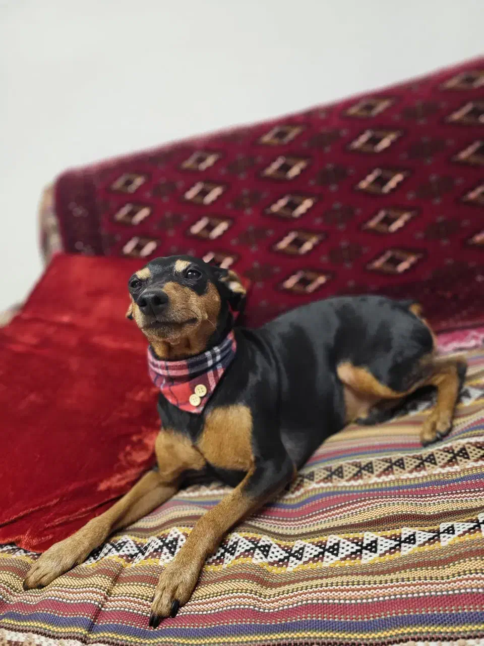 سـگ|سگ|تهران, دربند|دیوار