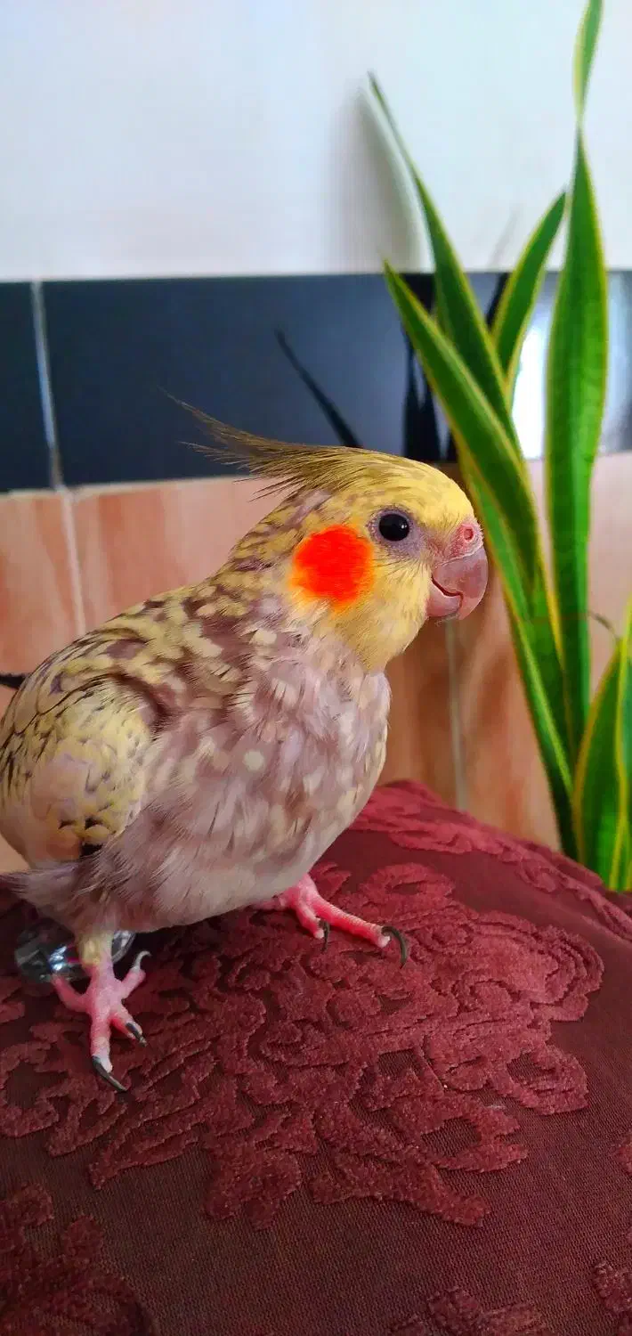 چیکو|پرنده|بروجرد, |دیوار