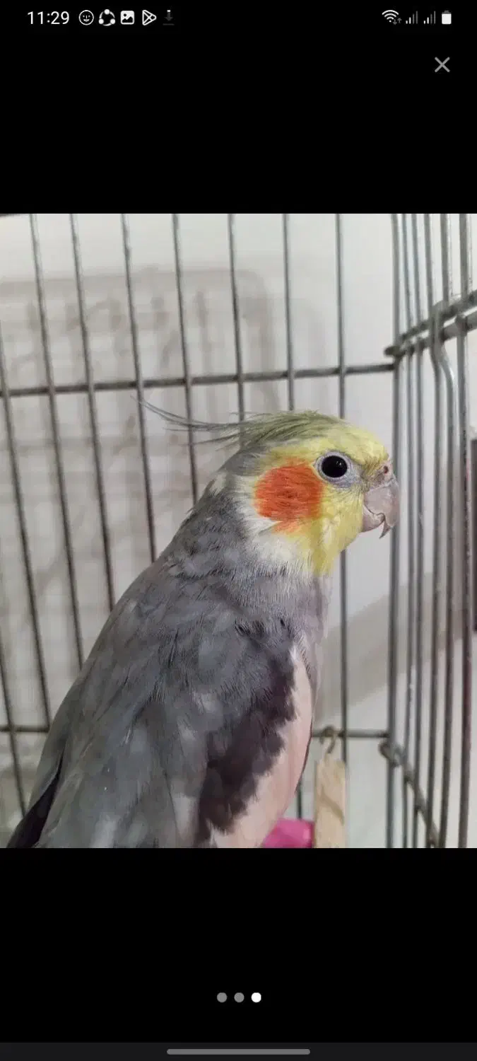 عروس هلندی نر سخنگو اهلی اهلی|پرنده|قدس, شهرقدس|دیوار