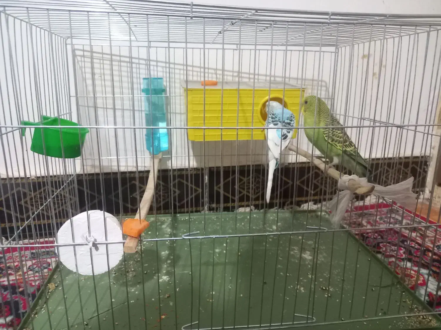 یک جفت مرغ عشق|پرنده|کوهدشت, |دیوار