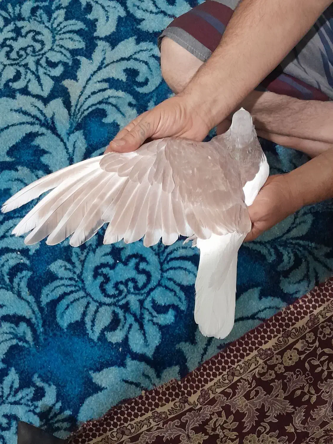 چپ سرخ خاله سیاه دار|پرنده|مشهد, بهمن|دیوار