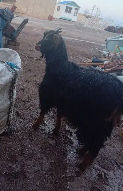 بزغاله|حیوانات مزرعه|زاویه, |دیوار