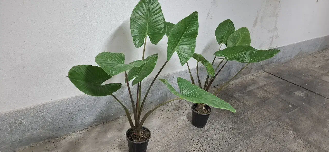 گل بابا آدم|گل و گیاه طبیعی|پردیس, فاز ۲|دیوار