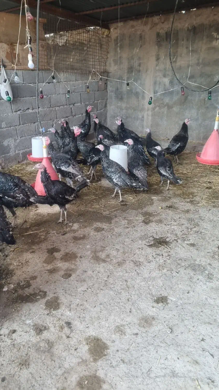 بوقلمون|حیوانات مزرعه|گرمسار, |دیوار