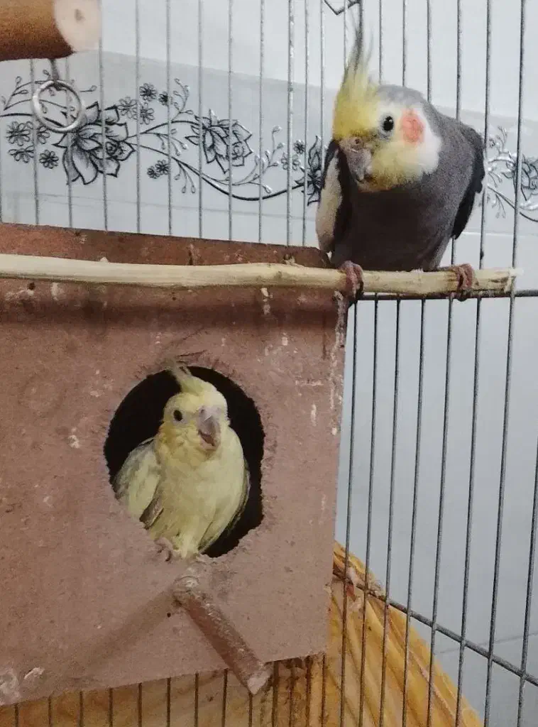 عروس هلندی|پرنده|وحیدیه, |دیوار