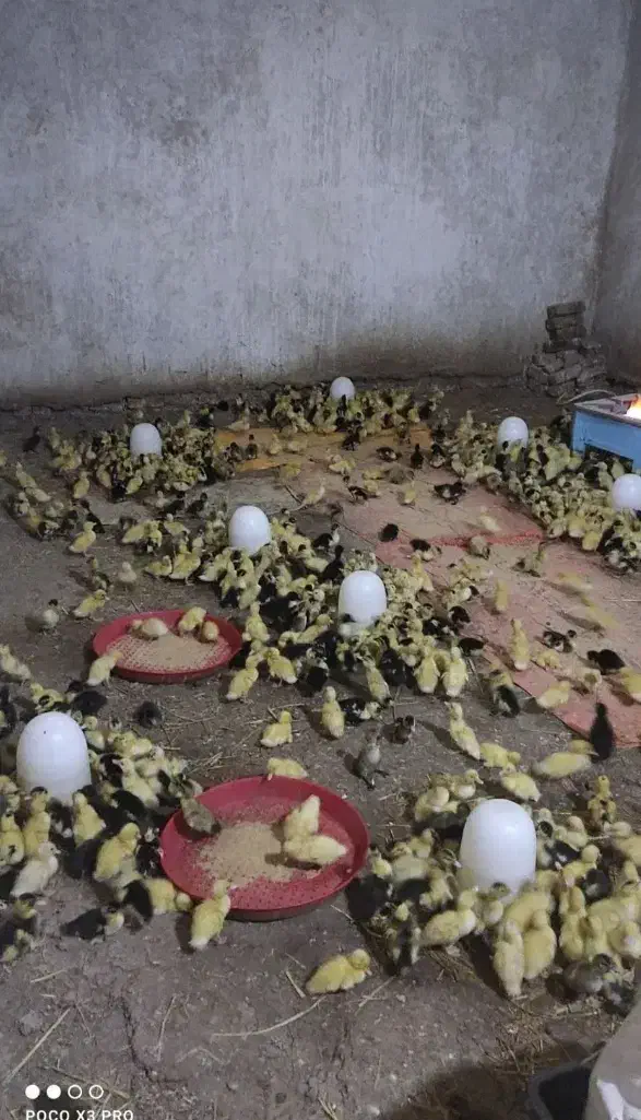 فروشندگی جوجه و اردک|حیوانات مزرعه|زابل, |دیوار