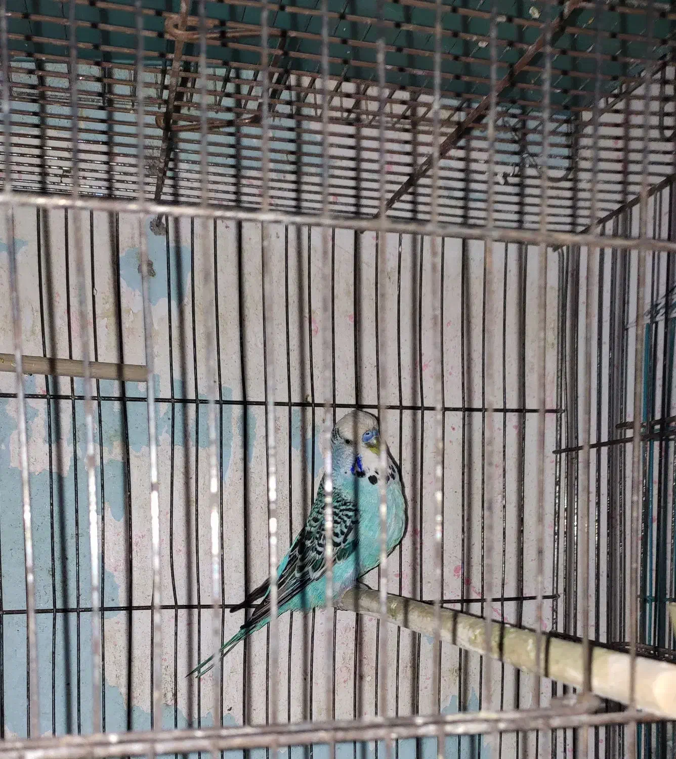 پرنده فروش فوری|پرنده|بندر انزلی, آذربایجان|دیوار