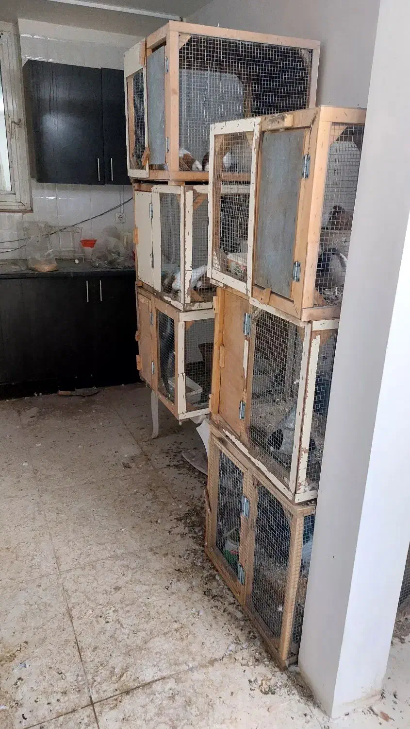 قفس کبوتر|لوازم جانبی حیوانات|نیشابور, بنیاد شهید|دیوار