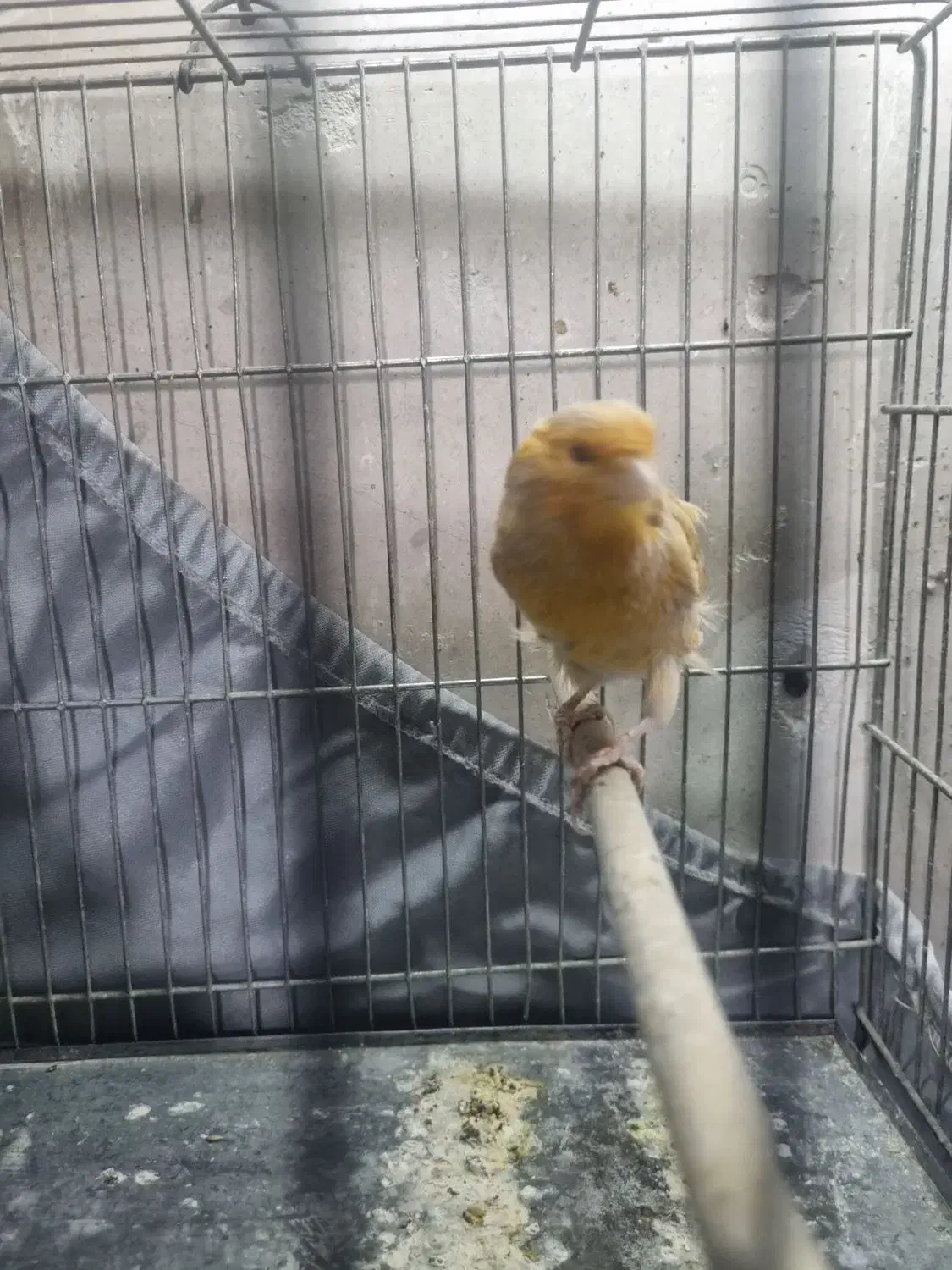 قناری ماده تن نرفته|پرنده|ری, دولتآباد|دیوار