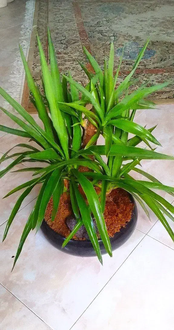 یوکا بنسایی ۴ ساله|گل و گیاه طبیعی|رشت, دیانتی|دیوار