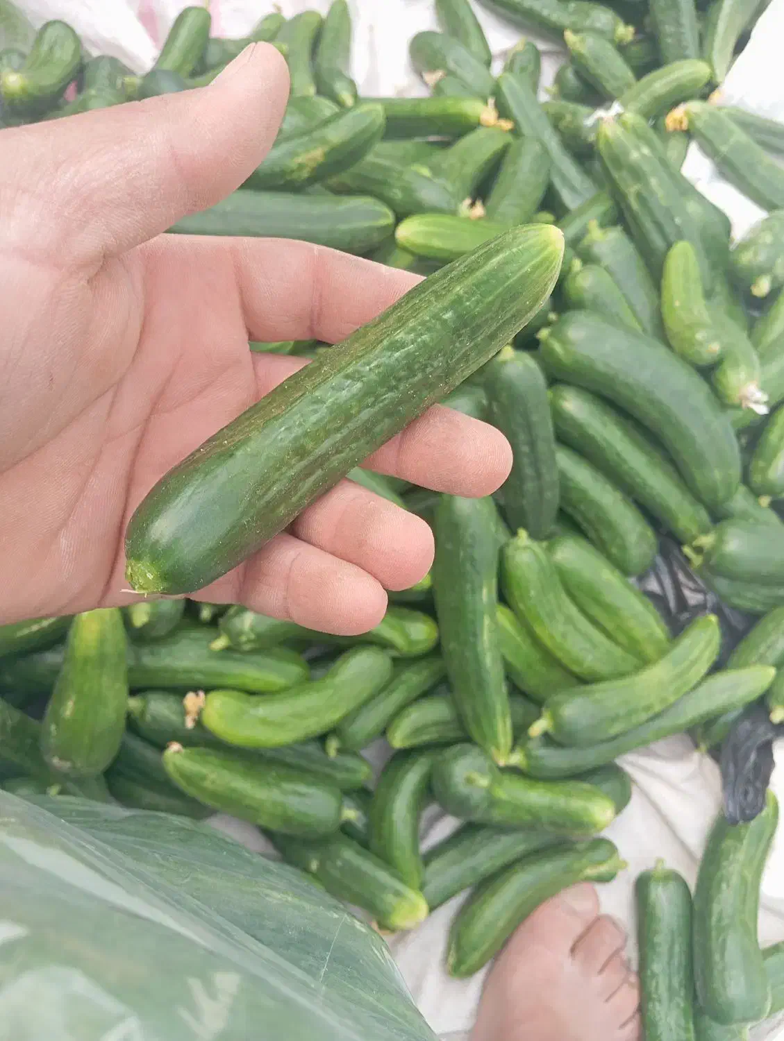 خیار|خوردنی و آشامیدنی|هیرمند, |دیوار