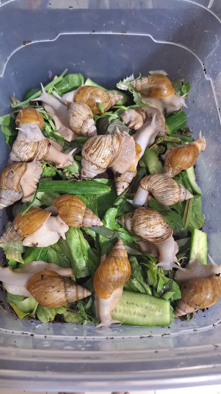 حلزون مولد|خزنده|قم, پردیسان|دیوار