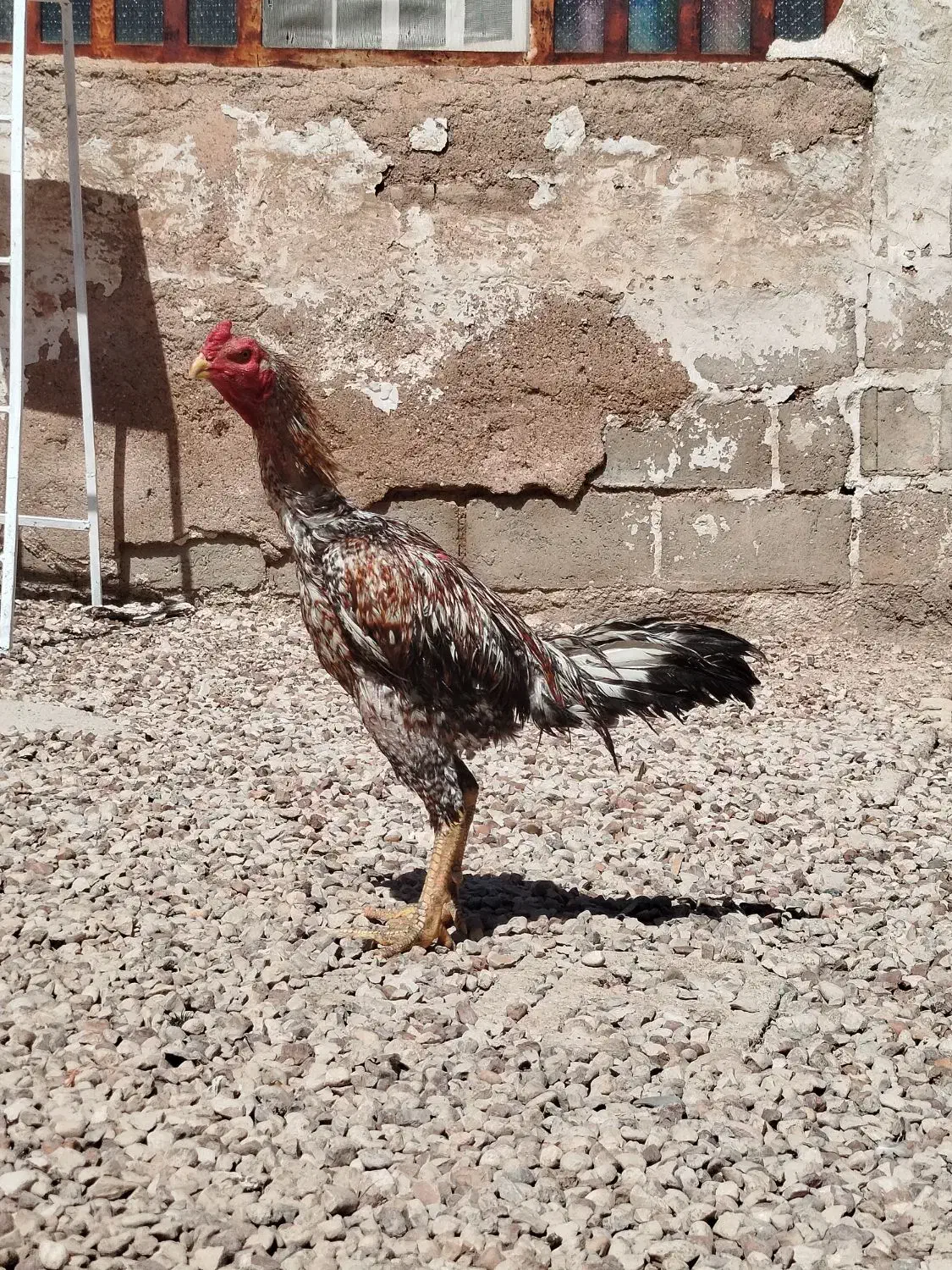 خروس لاری|حیوانات مزرعه|شیراز, باجگاه|دیوار