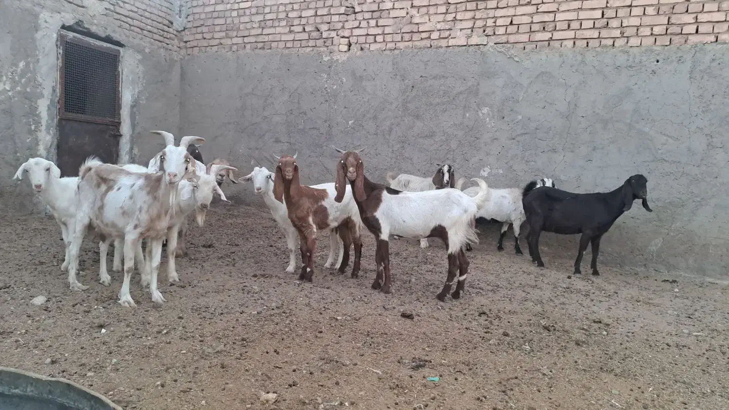 ۱۲ عدد بز پاکستای سانن جوون بدردبخور|حیوانات مزرعه|نطنز, |دیوار