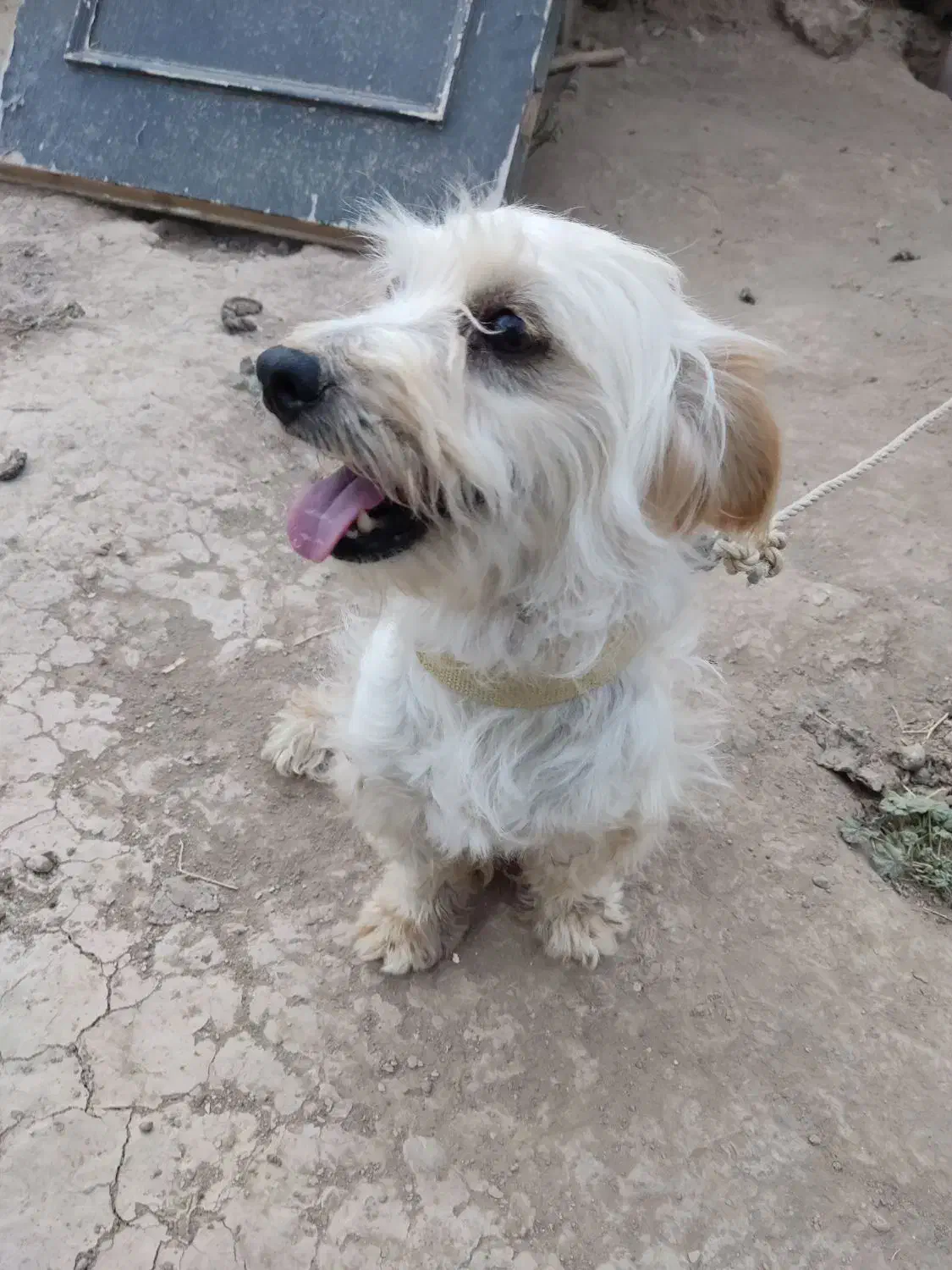 سگ پاکوتاه|سگ|انگوران, |دیوار