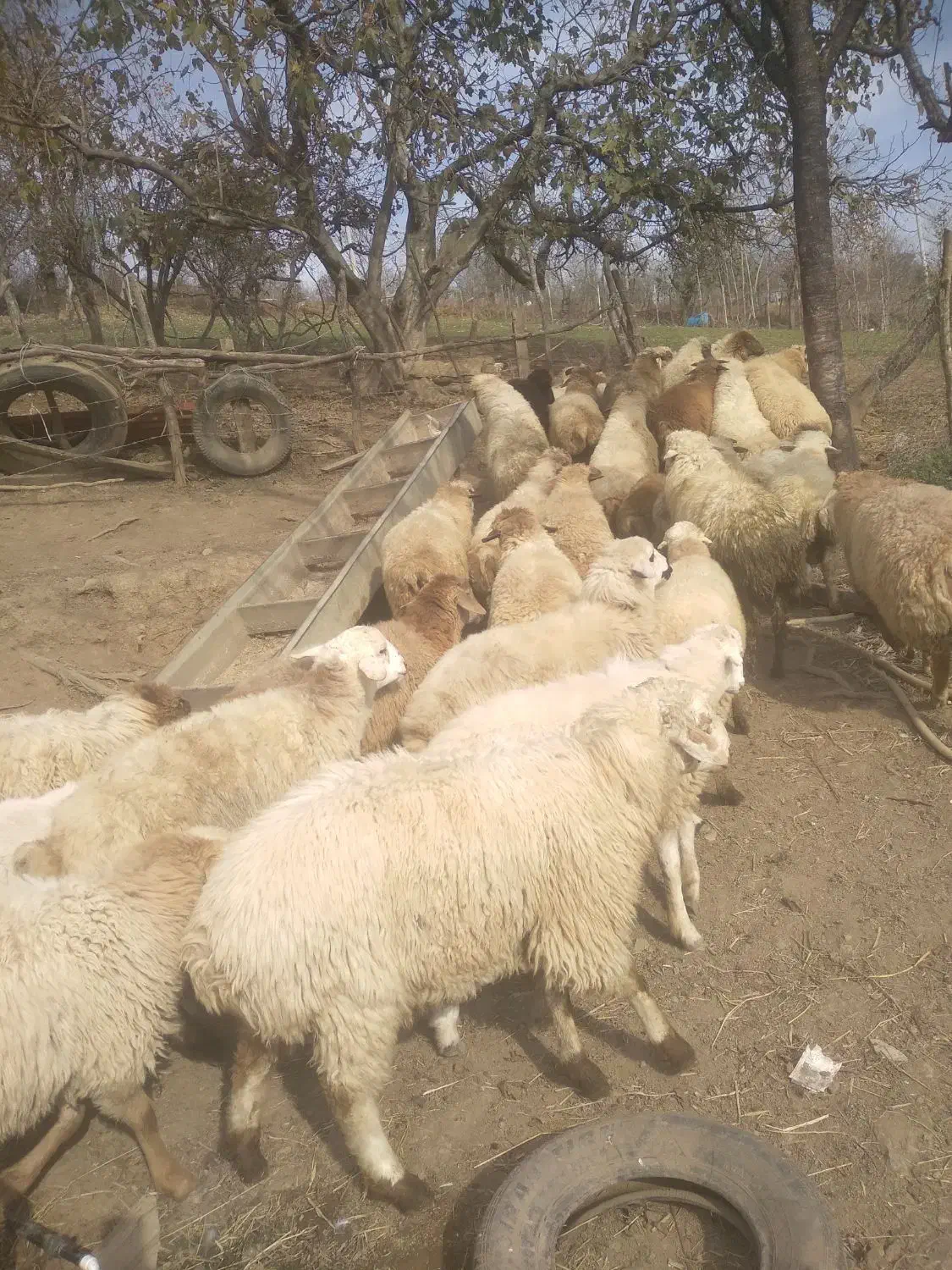 ۵۰ رس بره نر بفروش میرسد|حیوانات مزرعه|تالش, تالش|دیوار