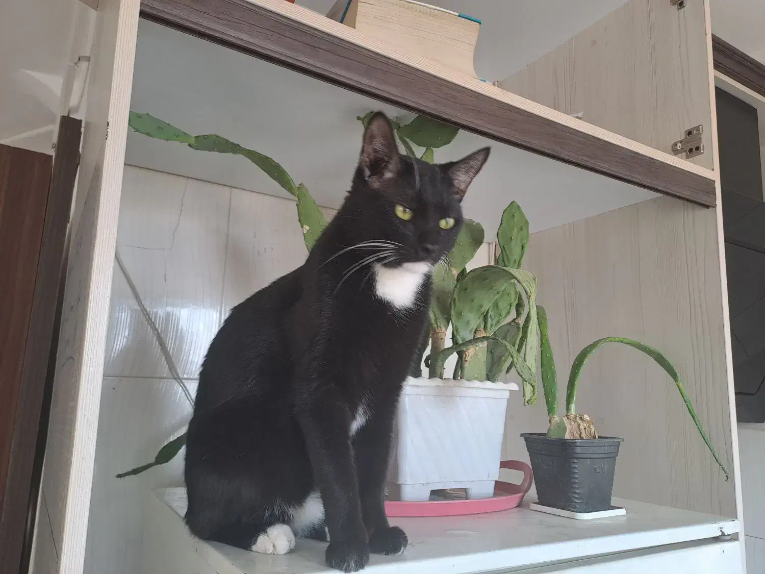 واگذاری گربه|گربه|قزوین, |دیوار