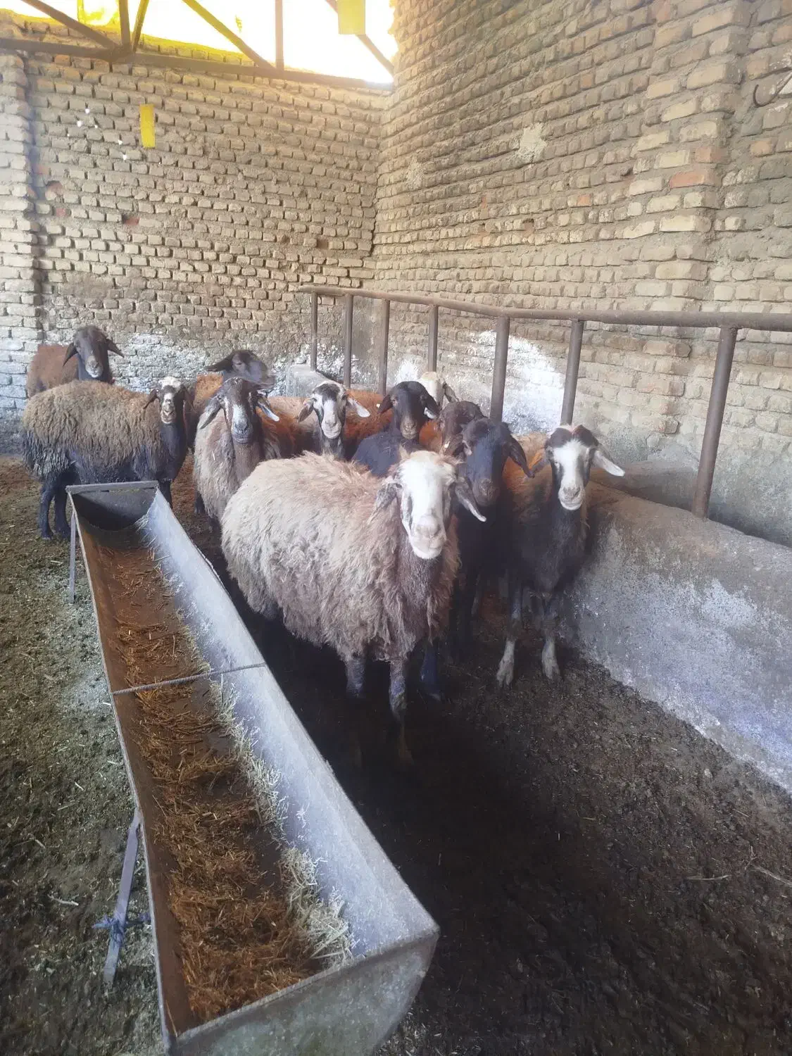 گوسفند ابستن|حیوانات مزرعه|سرخنکلاته, |دیوار