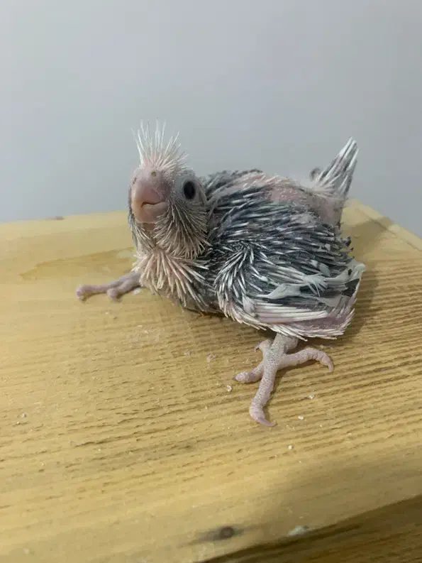 عروس هلندی|پرنده|بندر کنگان, |دیوار